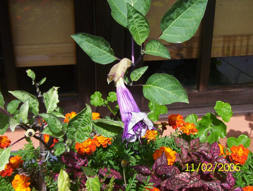 flor2%7E1.jpg