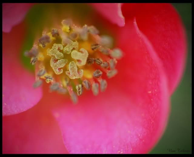 flor2.jpg