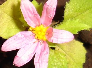 Flor2.JPG