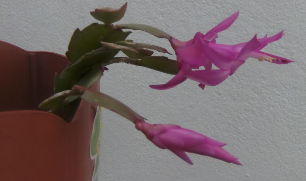 flor2.jpg