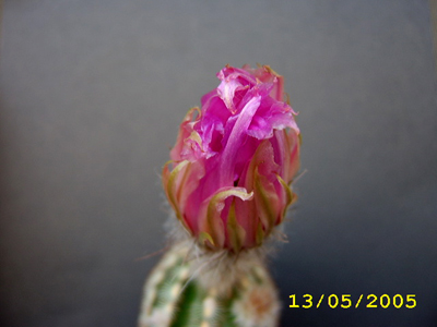 FLOR2.jpg