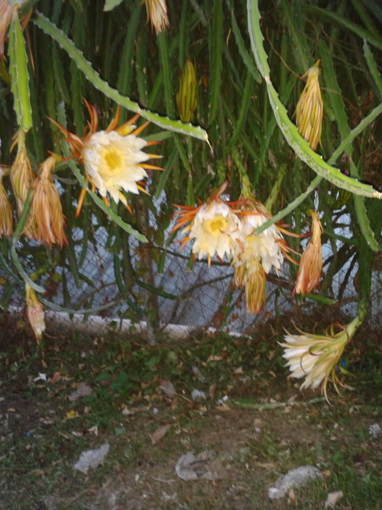 flor2.jpg