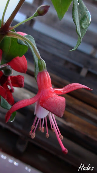flor2.jpg