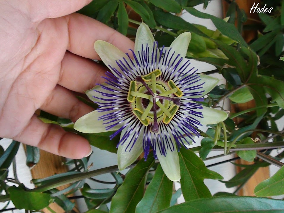 flor2.jpg