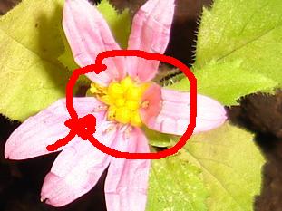 Flor21.JPG