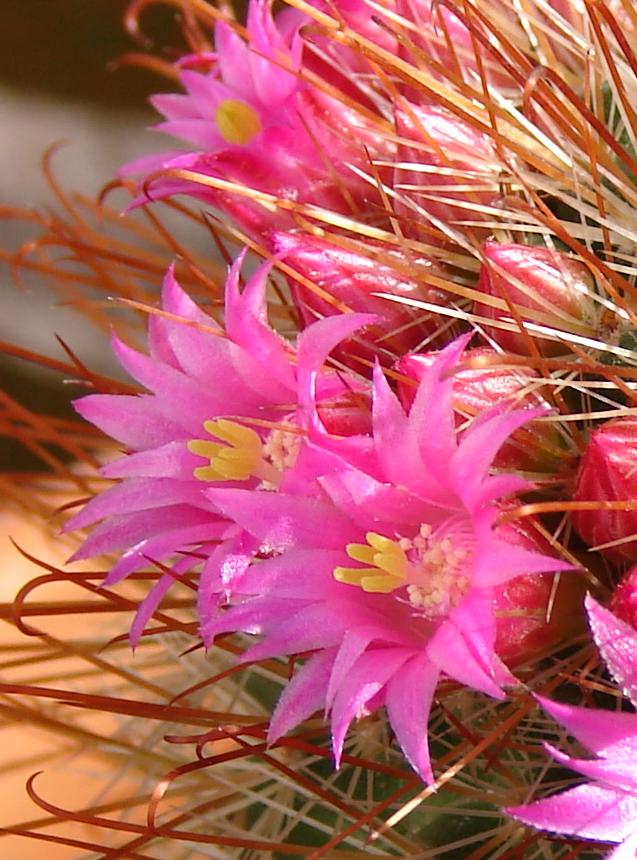 flor22.JPG