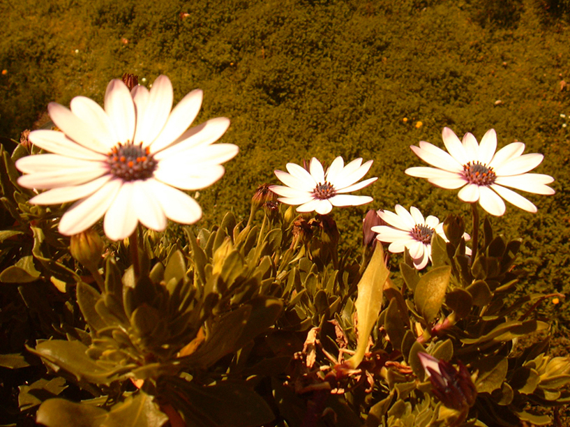 flor3%7E0.jpg