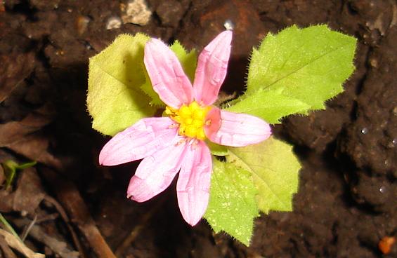 Flor3.JPG