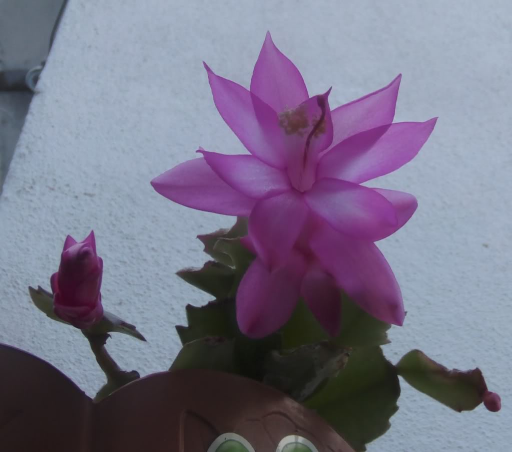 flor3.jpg