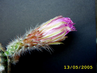 FLOR3.jpg
