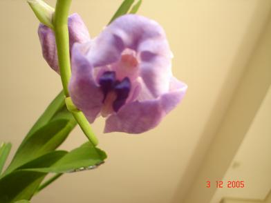 flor3.JPG