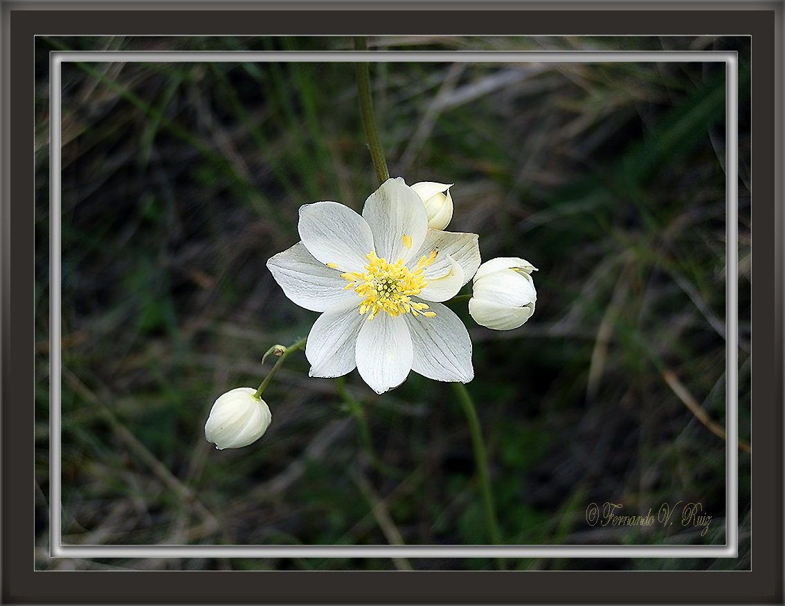 flor3.jpg