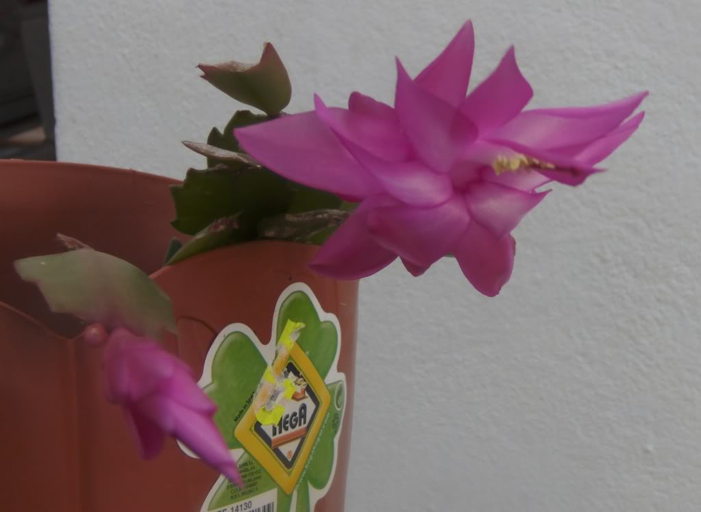 flor4.jpg