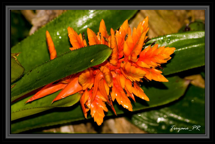 flor5.jpg