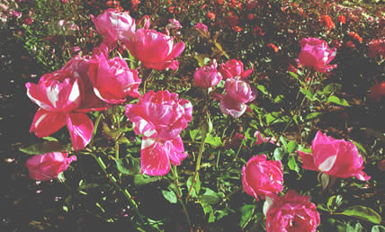 flor509.jpg