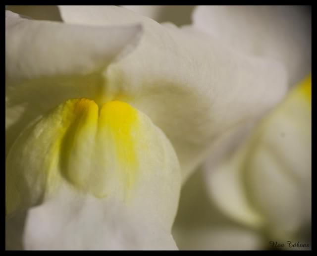 flor7.jpg