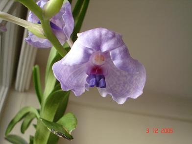 flor7.JPG