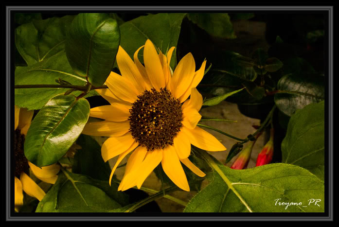 flor8.jpg