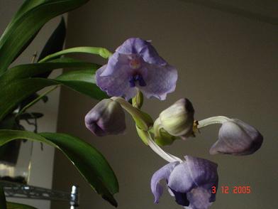 flor8.JPG