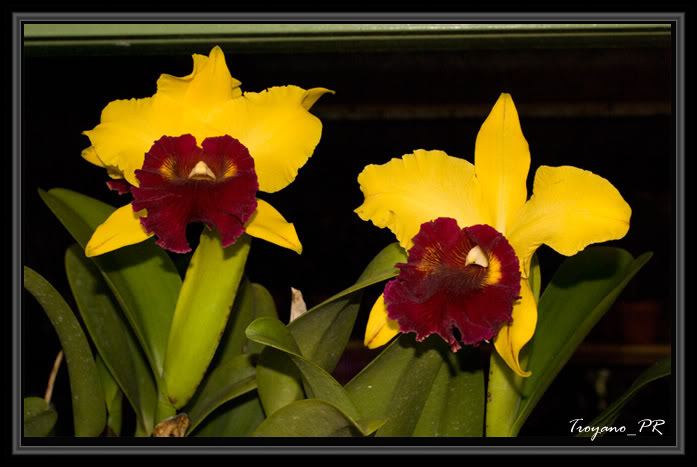 flor9.jpg