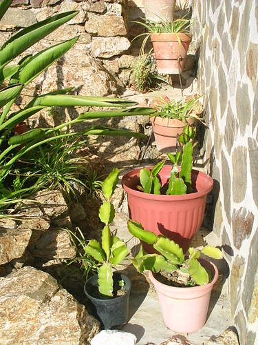 flor_063.JPG