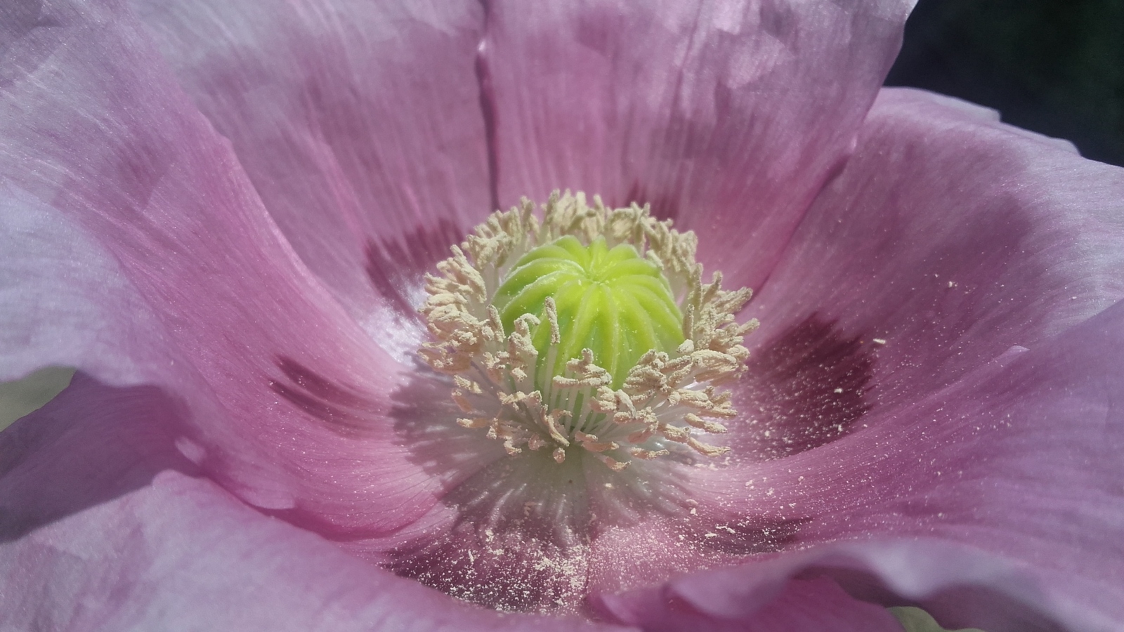 flor_1.jpg