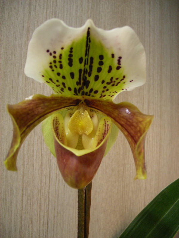 flor_23.jpg