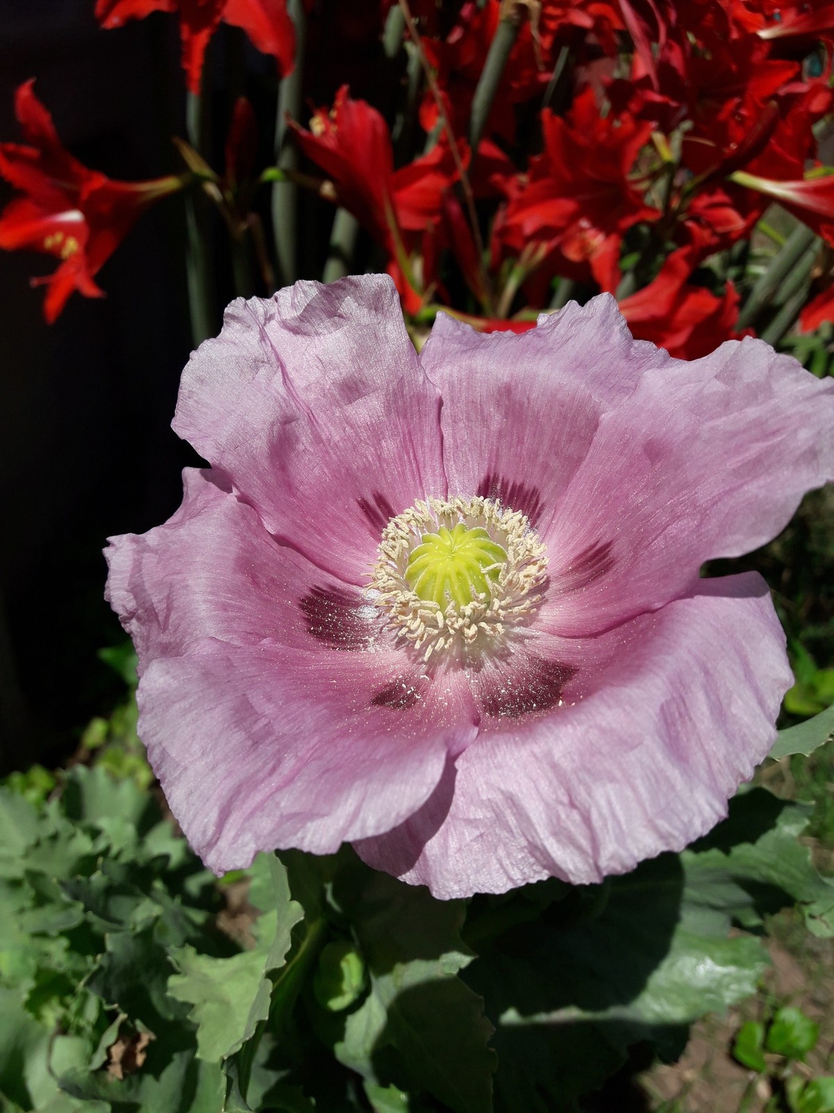 flor_3.jpg