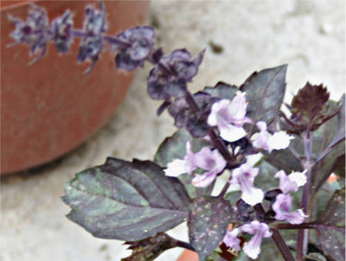 flor_albahaca_morada_galer_a.jpg