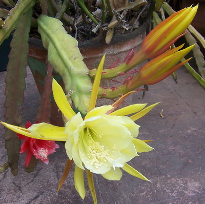 Flor_amarilla%2002.jpg
