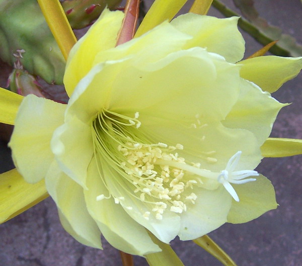 Flor_amarilla%2008.jpg
