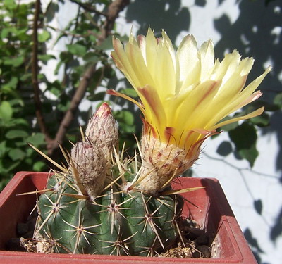 flor_amarilla2.jpg