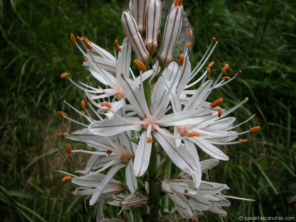 flor_asphodelus_albus.JPG