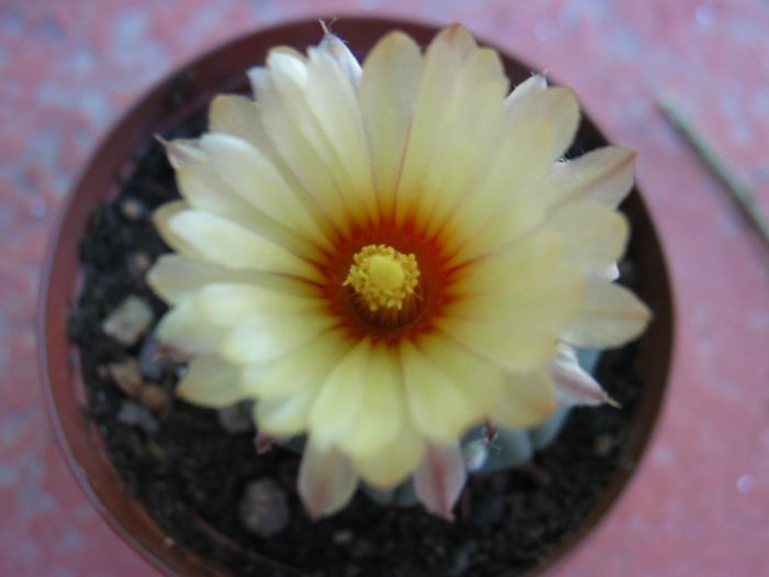 flor_asterias_nudum.jpg