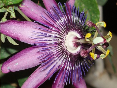flor_azul_pasiflora.JPG