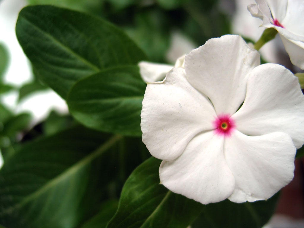 flor_blanca_centro_rosa.jpg