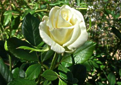 flor_blca_ok_foro_infojardin.JPG