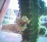 flor_cactus[1].JPG