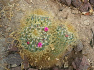 flor_cactus_inf.JPG