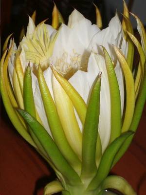 flor_cactus_perfil_dama_de_noche1.JPG