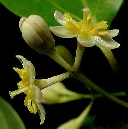 flor_canela.jpg