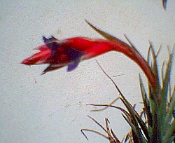 flor_clavel.jpg