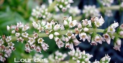 flor_crassula_erosula.jpg