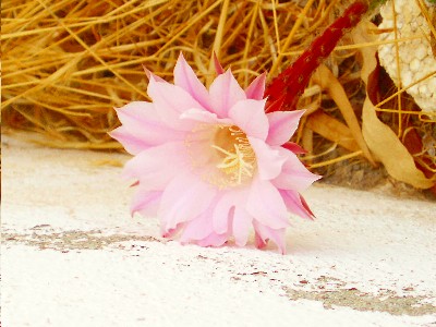 flor_de_cactus1.JPG