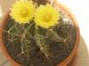 flor_de_captus_2.jpg