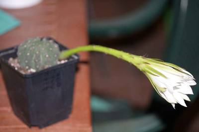 Flor_de_Echinopsis_denudatum.jpg