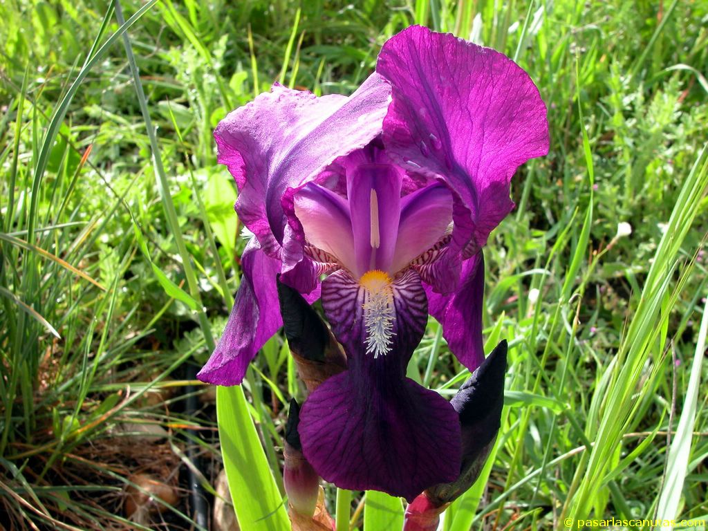 flor_de_lirio_2_1024x768.JPG