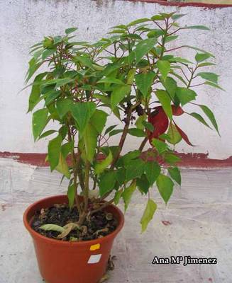 Flor_de_pascua1_-_30_Septiembre_06.jpg