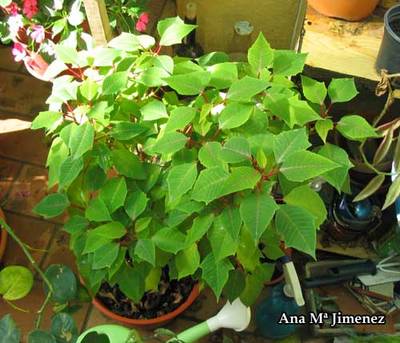 Flor_de_Pascua_-_2006_10_27.jpg