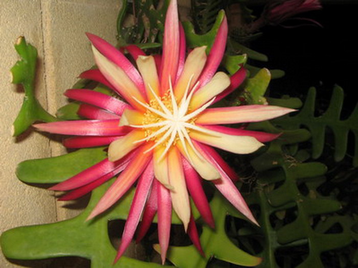 flor_del_brasil_0040.jpg